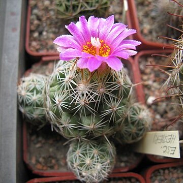 Escobaria hesteri unspecified picture