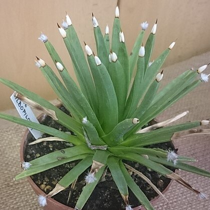 Agave albopilosa unspecified picture