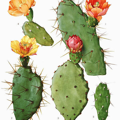 Opuntia boldinghii unspecified picture