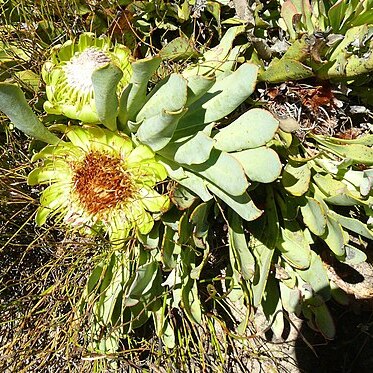 Protea laevis unspecified picture