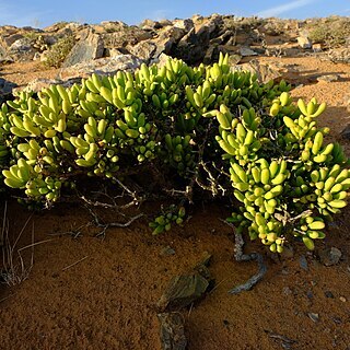 Enarganthe octonaria unspecified picture