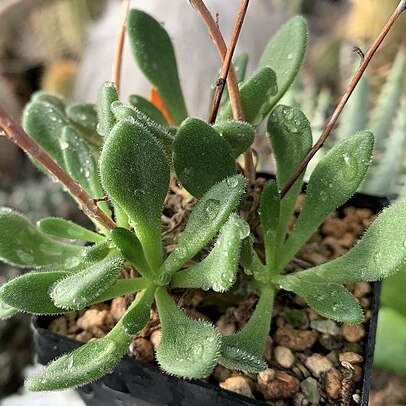 Tylecodon albiflorus unspecified picture