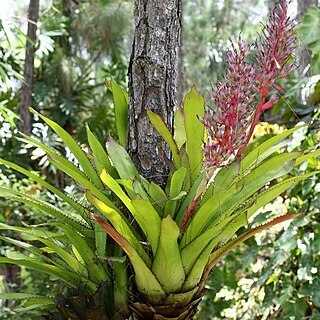 Aechmea rubrolilacina unspecified picture