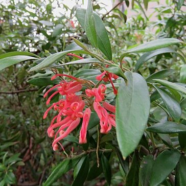 Grevillea bemboka unspecified picture