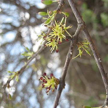 Forestiera tomentosa unspecified picture