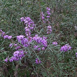 Hovea longifolia unspecified picture