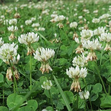 Trifolium unspecified picture