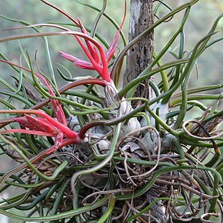 Tillandsia bulbosa unspecified picture