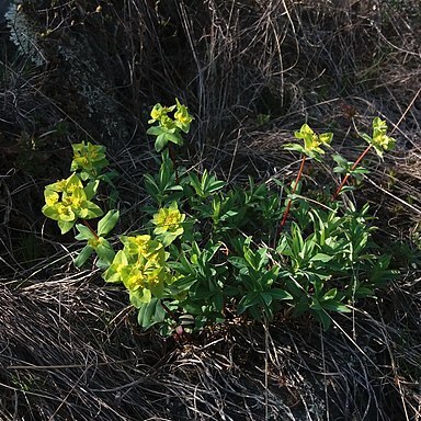 Euphorbia altaica unspecified picture