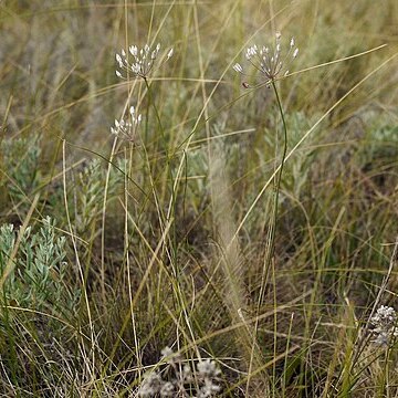 Allium inaequale unspecified picture