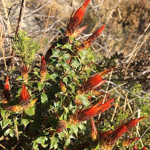 Chuquiraga spinosa unspecified picture