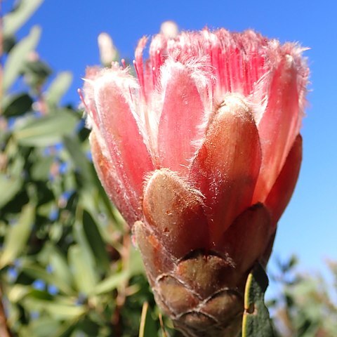 Protea lacticolor unspecified picture