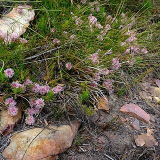 Serruria stellata unspecified picture