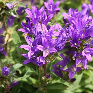 Campanula alata unspecified picture