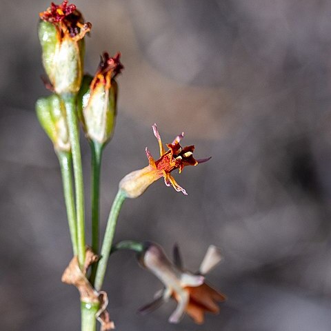 Tulbaghia alliacea unspecified picture