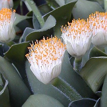 Haemanthus unspecified picture