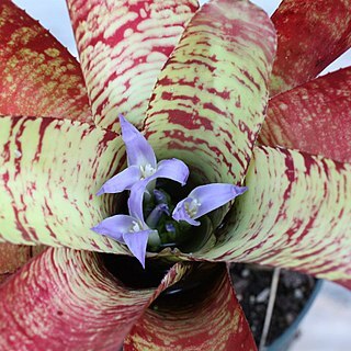 Neoregelia rubrovittata unspecified picture