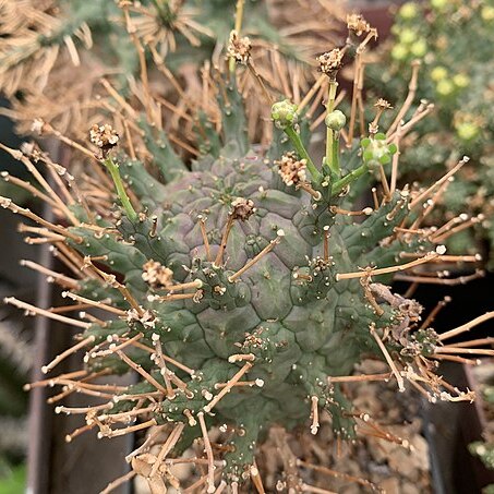 Euphorbia decepta unspecified picture