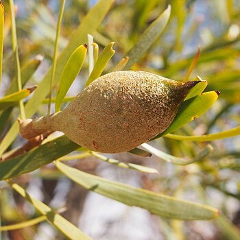 Hakea arborescens unspecified picture