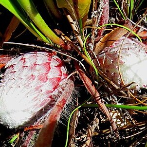 Protea pruinosa unspecified picture