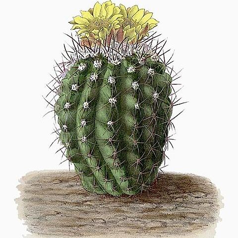 Copiapoa coquimbana unspecified picture