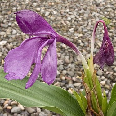 Roscoea tumjensis unspecified picture