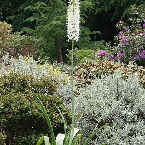 Eremurus himalaicus unspecified picture