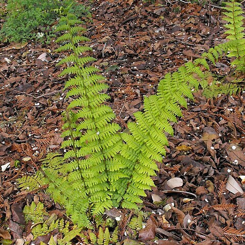 Dryopteris blanfordii unspecified picture