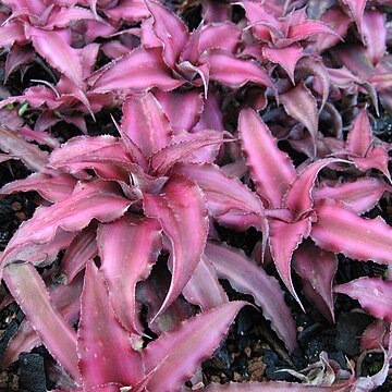 Cryptanthus bivittatus unspecified picture