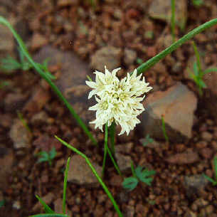 Allium fibrillum unspecified picture