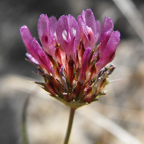 Trifolium ciliolatum unspecified picture