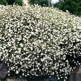 Minuartia capillacea unspecified picture