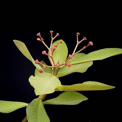 Euphorbia kirkii unspecified picture