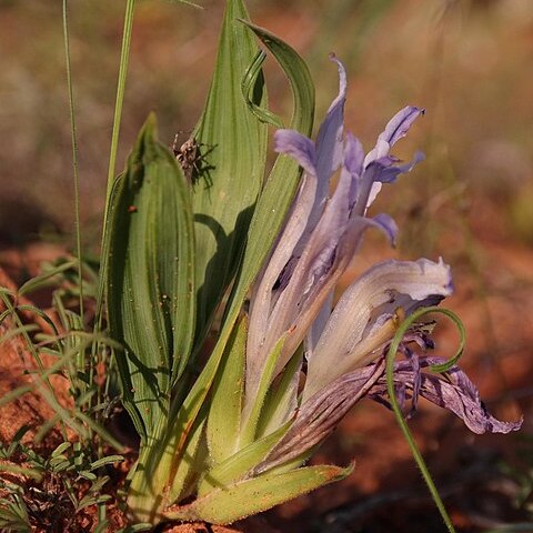 Babiana scabrifolia unspecified picture