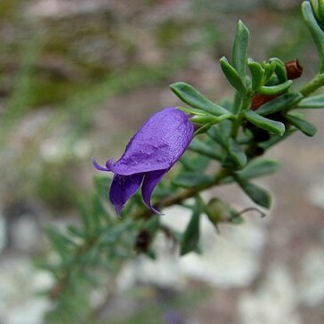 Eremophila weldii unspecified picture