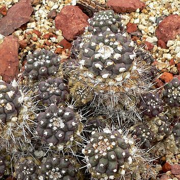 Copiapoa unspecified picture