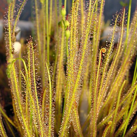 Drosera filiformis unspecified picture