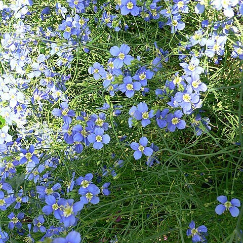 Heliophila coronopifolia unspecified picture