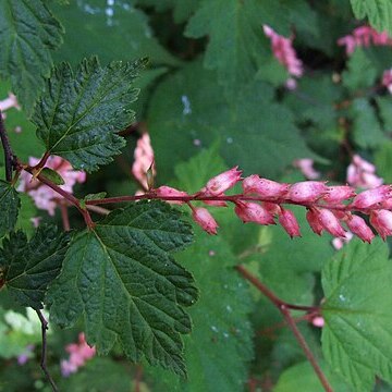 Neillia ribesioides unspecified picture