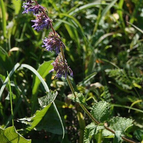 Salvia verticillata subsp. verticillata unspecified picture