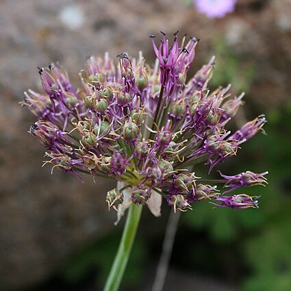 Allium cyrilli subsp. asumaniae unspecified picture