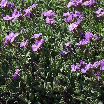 Aubrieta libanotica unspecified picture