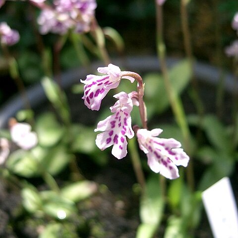 Ponerorchis monantha unspecified picture