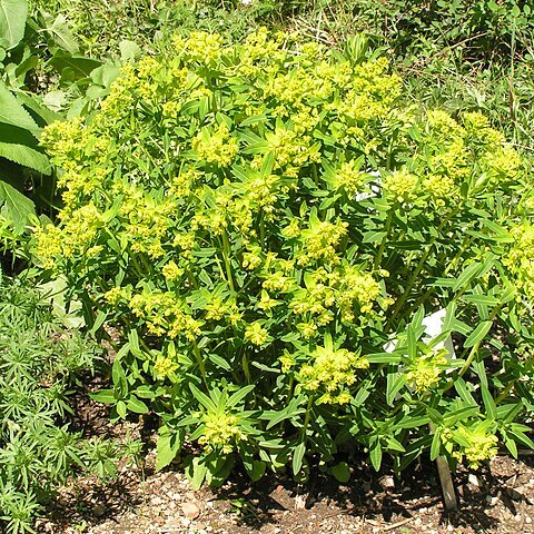 Euphorbia salicifolia unspecified picture