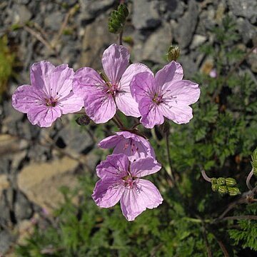 Erodium absinthoides unspecified picture