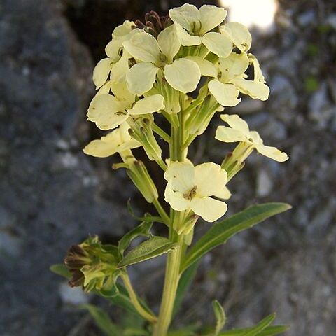 Erysimum witmannii unspecified picture