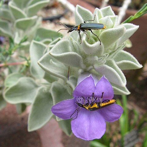 Eremophila warnesii unspecified picture