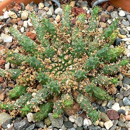 Euphorbia procumbens unspecified picture