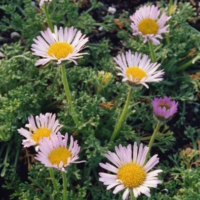 Erigeron trifidus unspecified picture