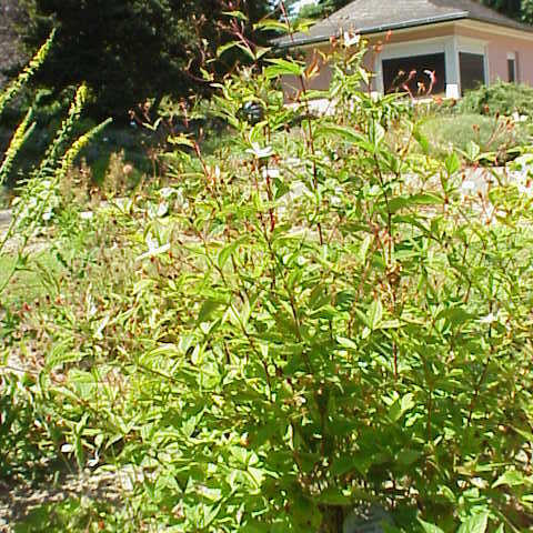 Gillenia trifoliata unspecified picture